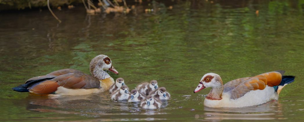 Nilgänse in Tübingen: Oberbürgermeister Palmer will notfalls den Abschuss