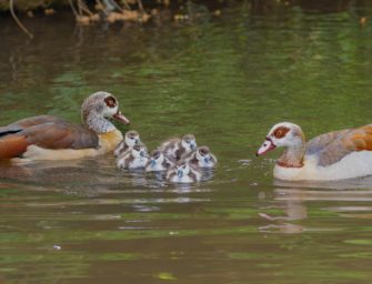 Nilgänse in Tübingen: Oberbürgermeister Palmer will notfalls den Abschuss