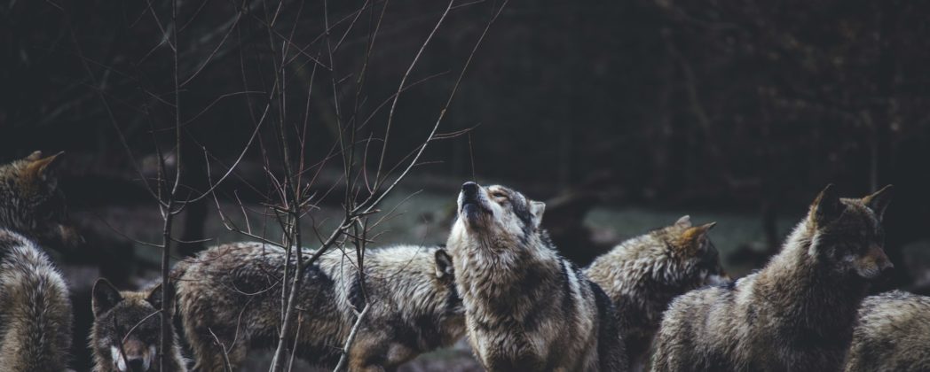 Massen-Vergiftung? 10 Wölfe in Nationalpark getötet