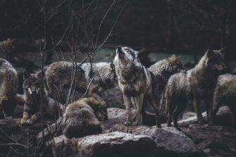Massen-Vergiftung? 10 Wölfe in Nationalpark getötet