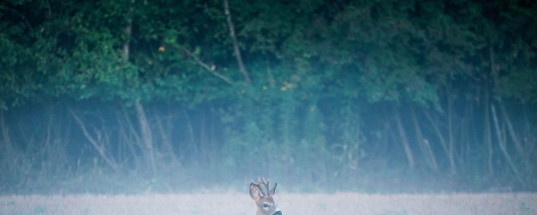 Wilderei in Bayern? Geköpfte Rehe sorgen für Unruhe