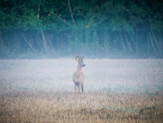 Wilderei in Bayern? Geköpfte Rehe sorgen für Unruhe