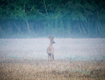 Wilderei in Bayern? Geköpfte Rehe sorgen für Unruhe
