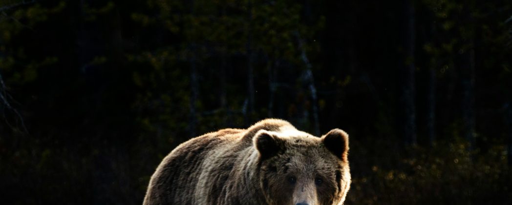 Bär verletzt Jogger schwer: Einsatzteam sucht nach Raubtier