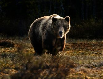 Bär stolziert auf Baustelle: Arbeiter filmen das Raubtier