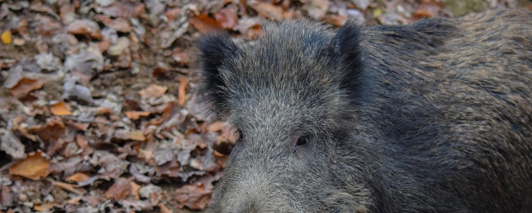 ASP: Höhere Prämien für Wildschweinjagd in NRW