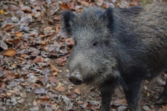 ASP: Höhere Prämien für Wildschweinjagd in NRW