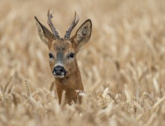 Wilderer in Bayern? Reh in Müllsack gestopft