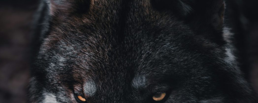 Wolf im Jagdrecht: Was sagen NABU und die Jagdverbände Sachsen und Brandenburg?