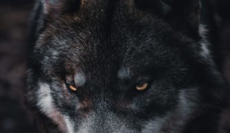 Wolf im Jagdrecht: Was sagen NABU und die Jagdverbände Sachsen und Brandenburg?