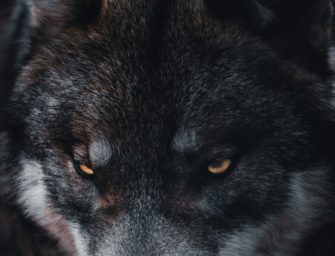 Wolf im Jagdrecht: Was sagen NABU und die Jagdverbände Sachsen und Brandenburg?