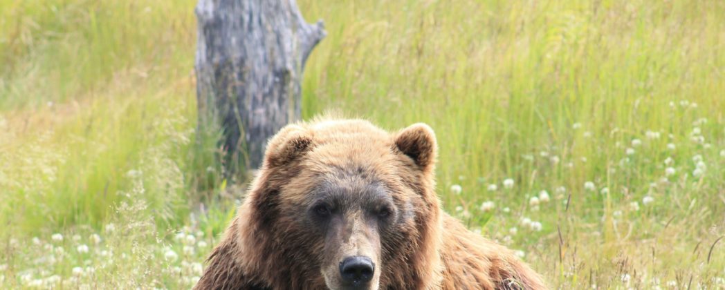 Bär tötet Mann: Zeugen berichten von tragischem Vorfall