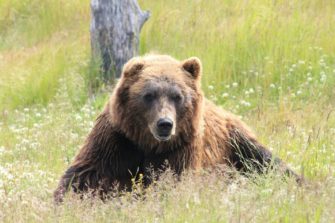Bär tötet Mann: Zeugen berichten von tragischem Vorfall