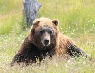 Bär tötet Mann: Zeugen berichten von tragischem Vorfall