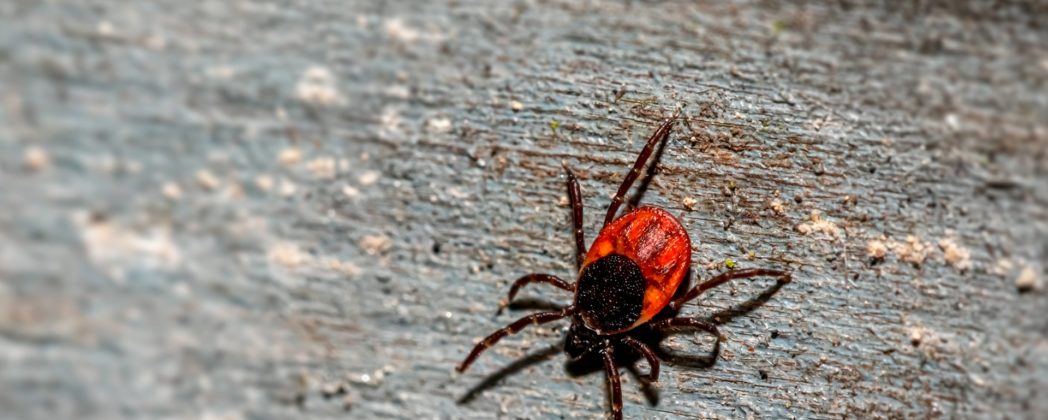 Zecken-Stiche im Sommer: DJV über Gefahren und Maßnahmen