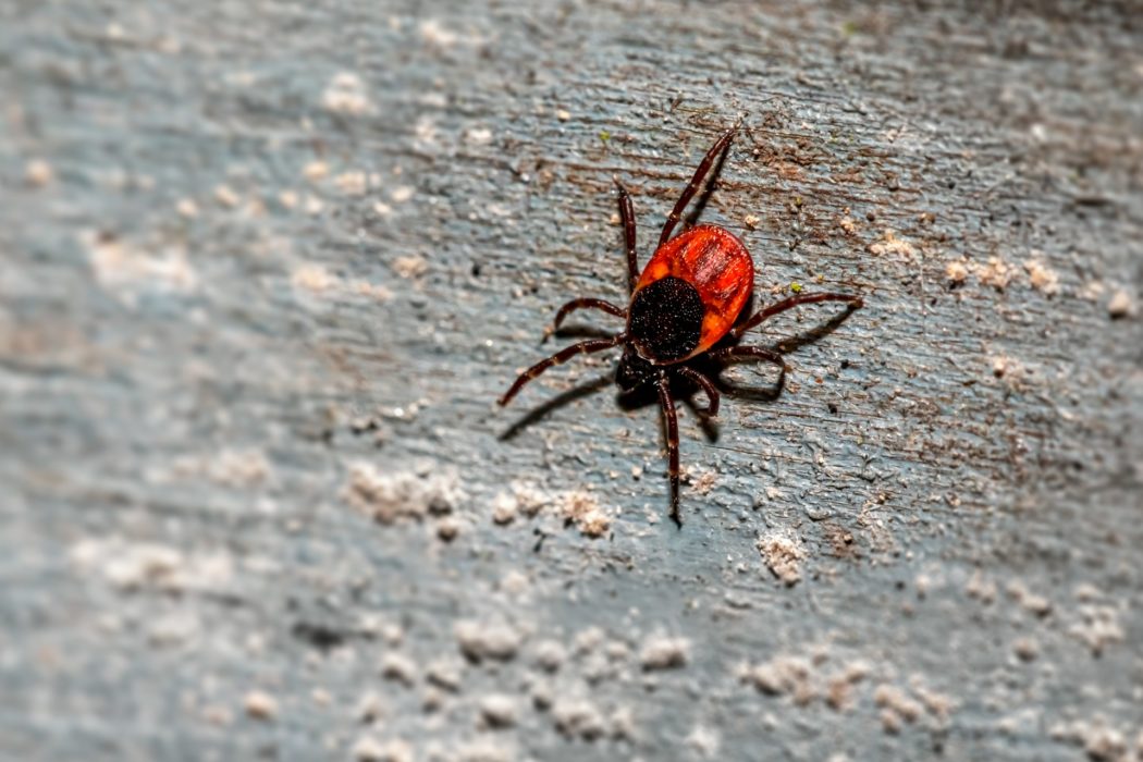 erik-karits-KtFi0m12WGc-unsplash