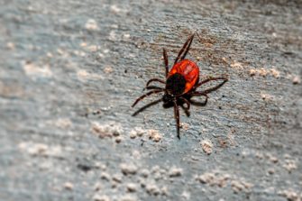 Zecken-Stiche im Sommer: DJV über Gefahren und Maßnahmen