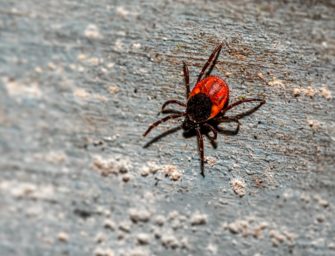 Zecken-Stiche im Sommer: DJV über Gefahren und Maßnahmen