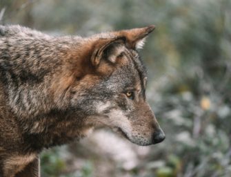 Wolfsangriff: über 100 Schafe in Füchtenfeld verletzt