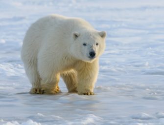 Vogelgrippe erstmal bei Eisbär in Europa nachgewiesen