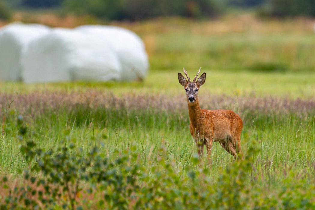 hapr80-roe-deer-7354145_1280