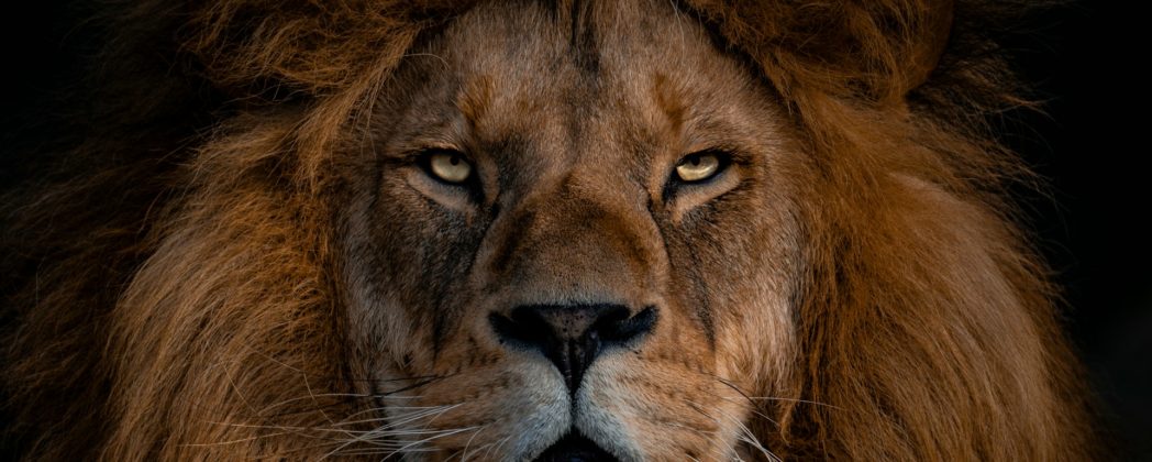 Löwen im Dortmunder Zoo: Besucher füttert Raubtiere mit Gulasch