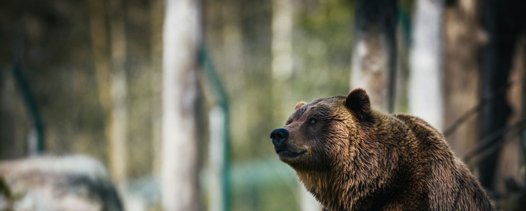 Bär in See: Wandergruppe filmt Raubtier einige Meter entfernt