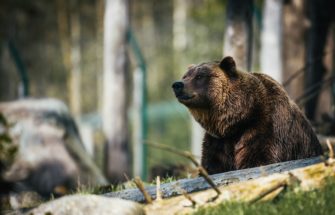 Bär in See: Wandergruppe filmt Raubtier einige Meter entfernt