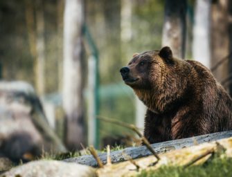 Bär in See: Wandergruppe filmt Raubtier einige Meter entfernt