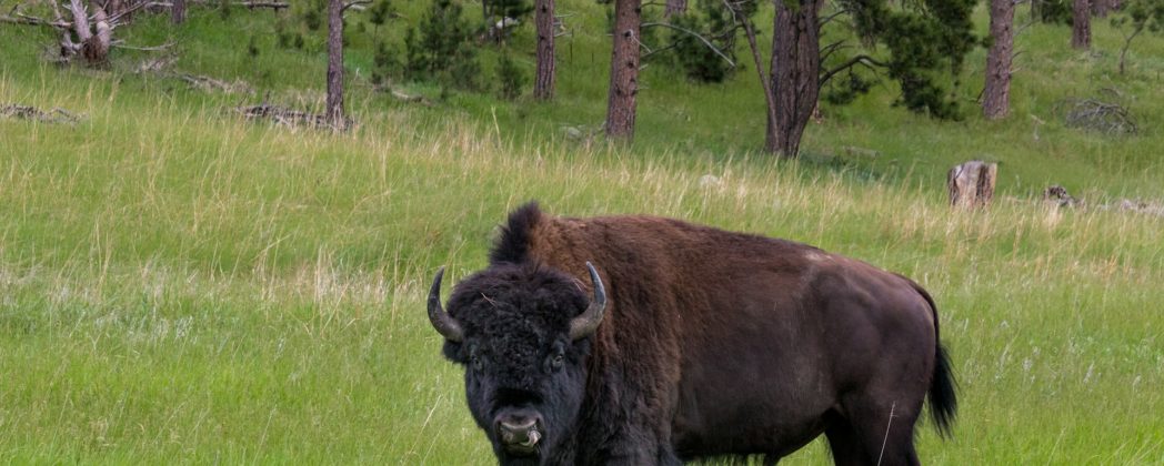 Polizei-Einsatz in München: Betrunkener klettert in Bison-Gehege