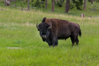 Polizei-Einsatz in München: Betrunkener klettert in Bison-Gehege