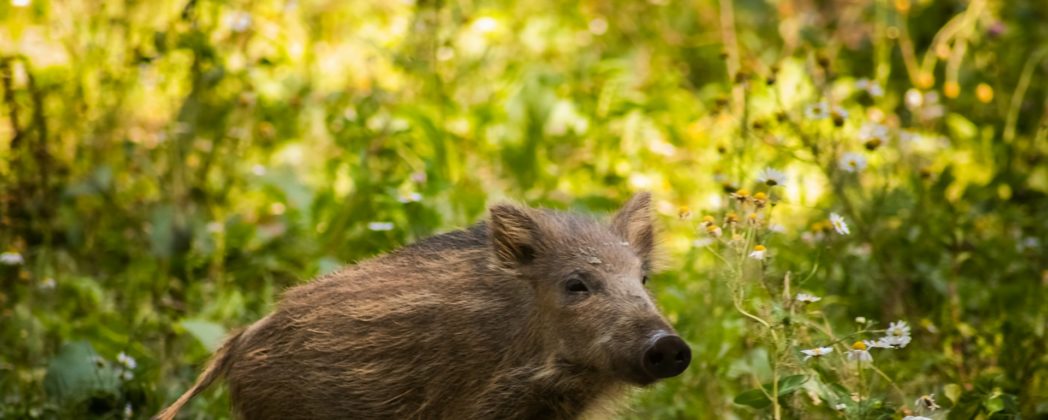 ASP: Neuer Fall in NRW außerhalb der Kernzone
