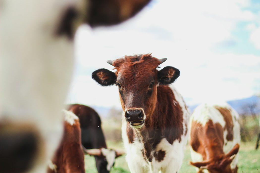 kylee-alons-suQ-D-9dmVU-unsplash