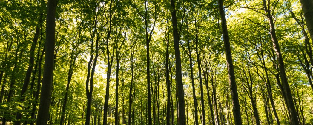 Waldbrand-Gefahr steigt regional: Ministerium äußert sich