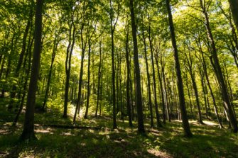 Waldbrand-Gefahr steigt regional: Ministerium äußert sich