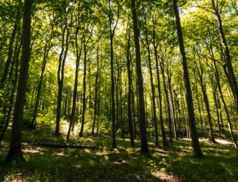 Waldbrand-Gefahr steigt regional: Ministerium äußert sich