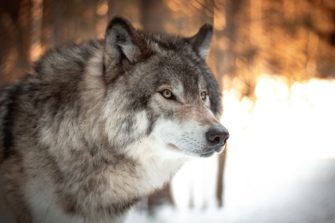 Wolf im Jagdrecht: Was sagen die LJV-Präsidentinnen?