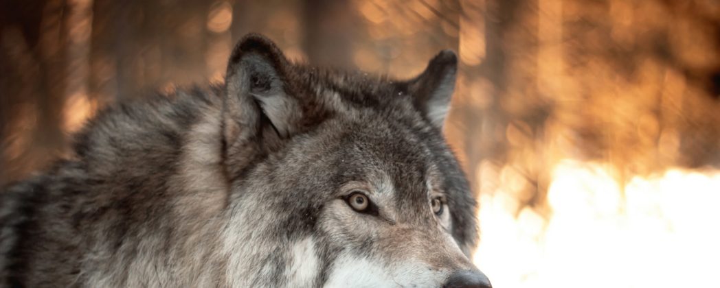 Wolf reißt Schafe in Bayern: Genanalyse überrascht mit Ergebnis