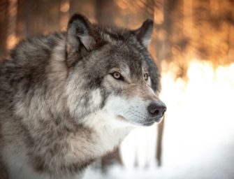 Wolf reißt Schafe in Bayern: Genanalyse überrascht mit Ergebnis