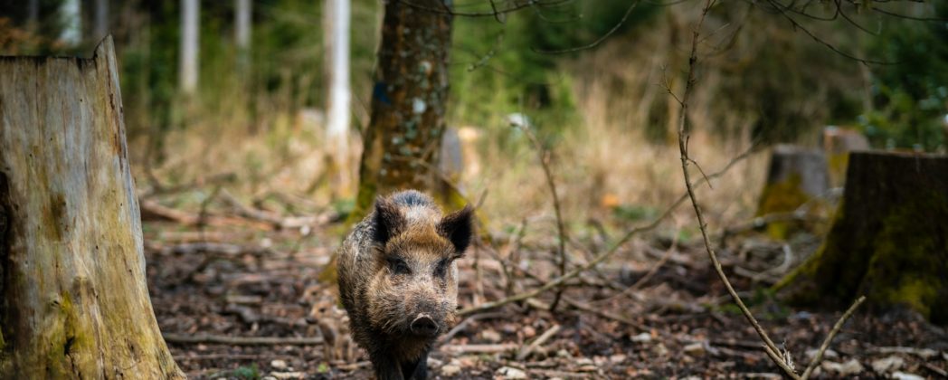 Wildschweine erlöst: Schwerer Wildunfall auf der B5