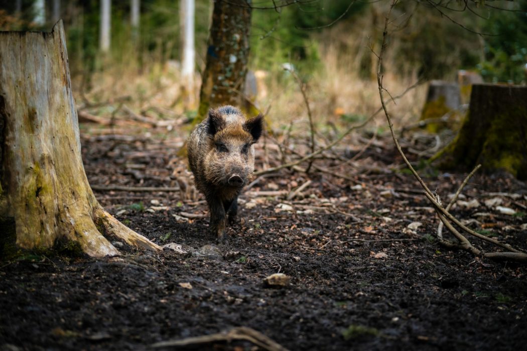 patrick-pahlke-IMg-3J2gPeI-unsplash