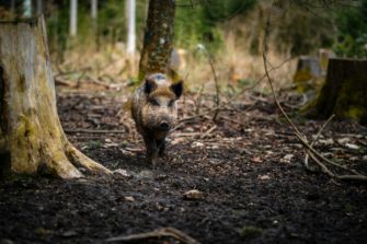 Wildschweine erlöst: Schwerer Wildunfall auf der B5