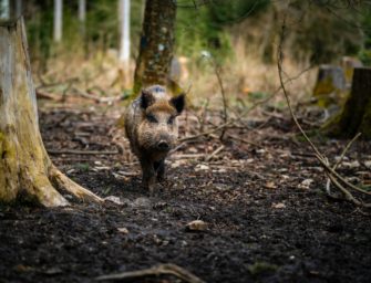 Wildschweine erlöst: Schwerer Wildunfall auf der B5