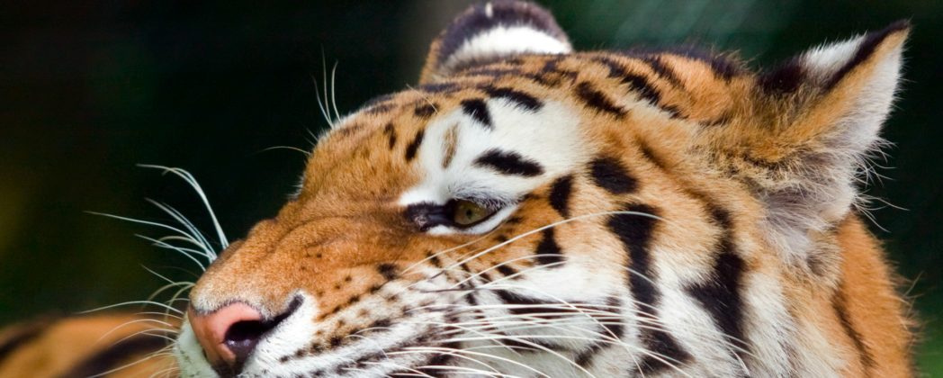 Tiger bricht aus und greift Mann an: Polizei erschießt Raubkatze