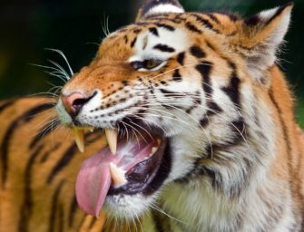 Tiger bricht aus und greift Mann an: Polizei erschießt Raubkatze