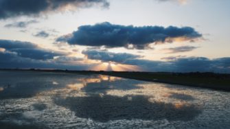 Reh-Notrettung vor Büsum: Bock aus der Nordsee gerettet