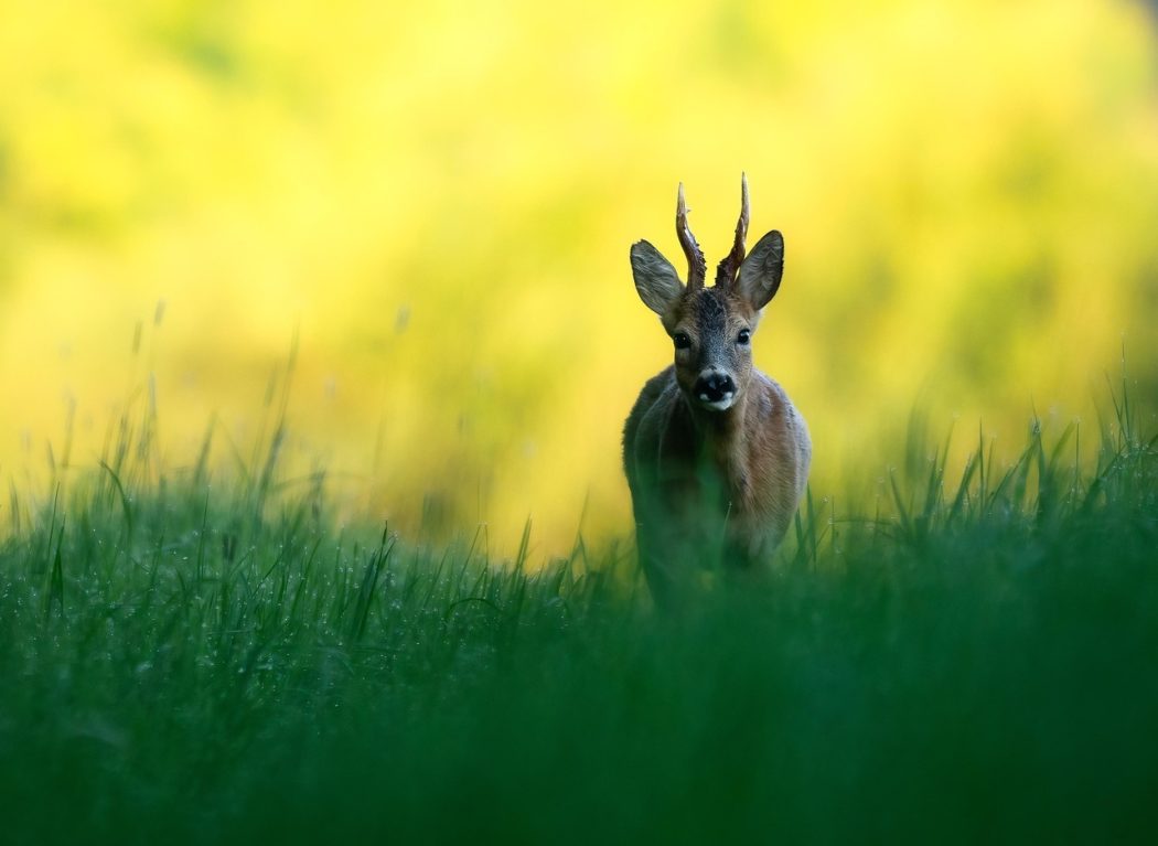 pixsas-roe-deer-9159999_1280