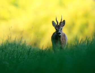 Reh – unsere kleinste Hirschart