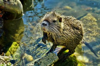 Nutria in Schleswig-Holstein: 50.000 Euro für Pilotprojekt