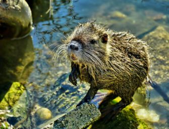 Nutria in Schleswig-Holstein: 50.000 Euro für Pilotprojekt